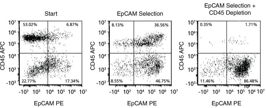 Typical Cell Purity Following Mouse Lung Epithelial Cell Isolation Using the EasySep™ Release Positive Selection Kit
