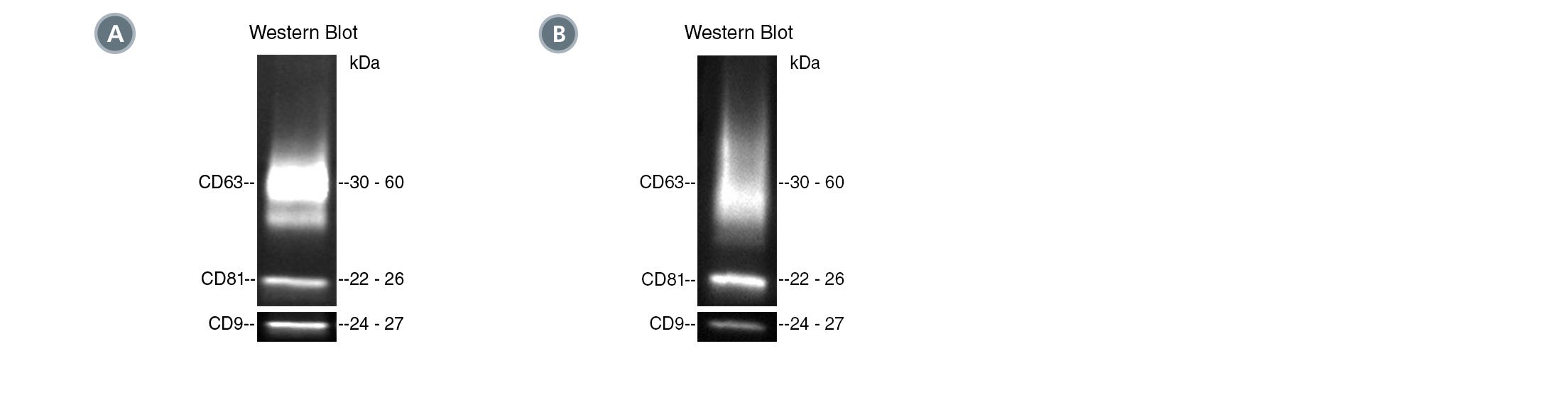 Positive isolation of EVs with CD9, CD63, and CD81 tetraspanin markers from human plasma and MSC-conditioned medium.