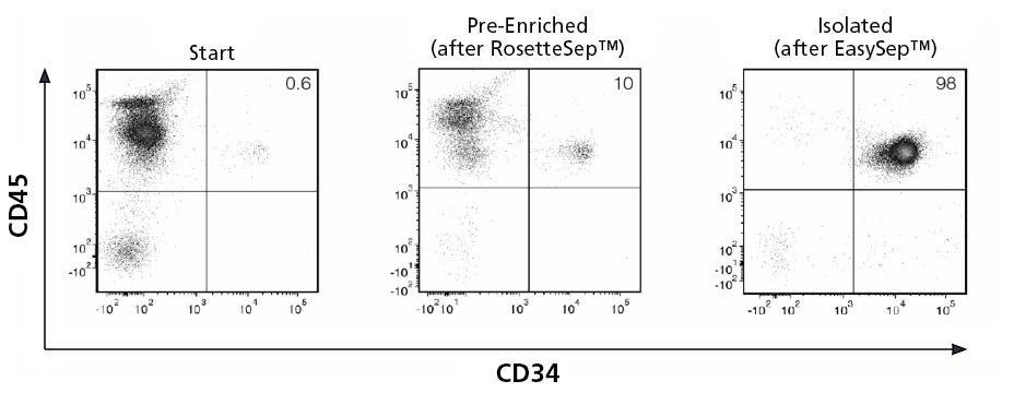 Isolation of CD34+ Cells Using EasySep™ Human Cord Blood CD34 Positive Selection Kit II