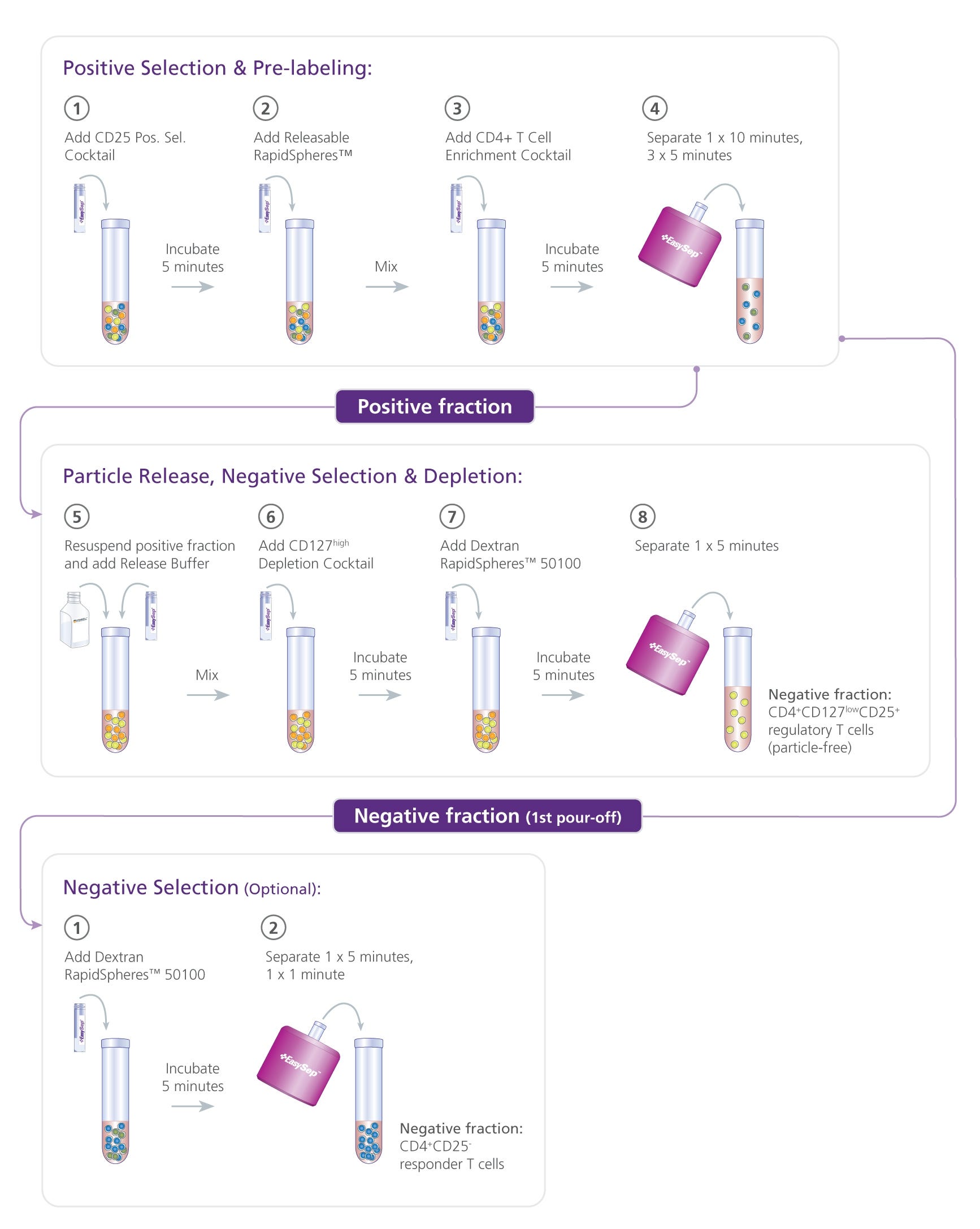 EasySep™ Human CD4+CD127lowCD25+ Regulatory T Cell Isolation Kit Protocol for the Separation of Tregs