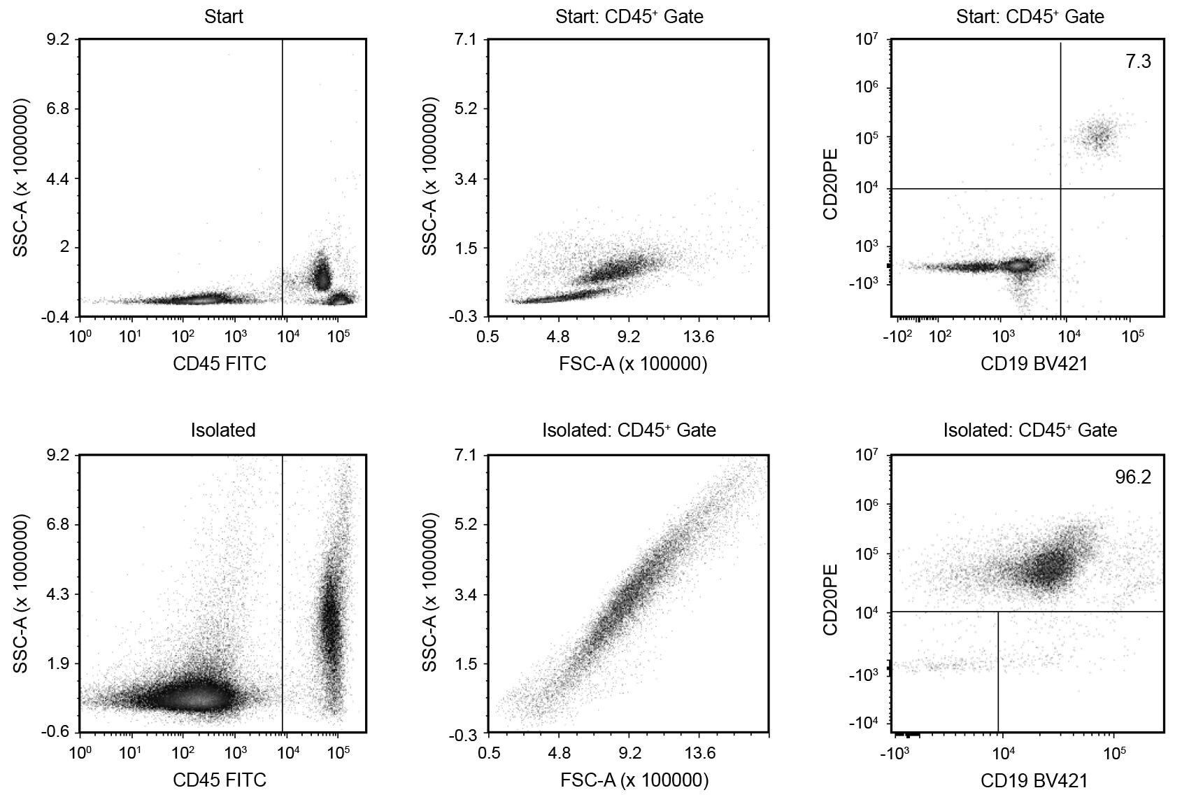 Using the EasySep™ Serology Whole Blood CD19 Positive Selection Kit on human whole blood, the CD19+ purities of the start and final isolated fractions are 7.3% and 96.2%, respectively (gated on CD45+).