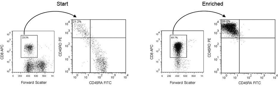 Typical EasySep™ Human Memory CD8+ T Cell Enrichment Profile