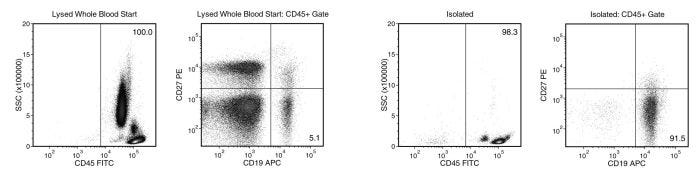 Starting with human whole blood from normal healthy donors, the typical naïve B cell (CD19+CD27-) content of the non-lysed final isolated fraction is 918 ± 36% (gated on CD45) or 824 ± 126% (not gated on CD45)