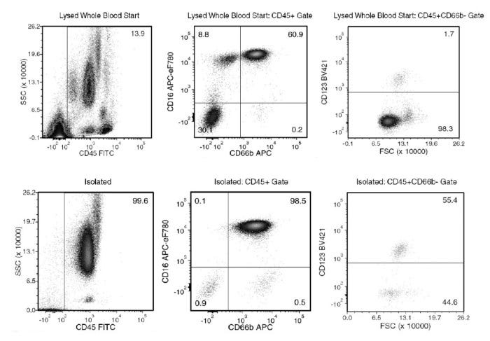 Isolated granulocytes obtained using EasySep™ Direct Human Pan-Granulocyte Isolation Kit