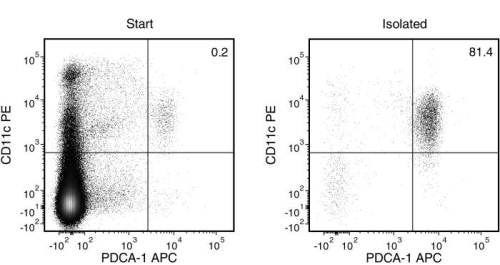 Typical EasySep™ Mouse Plasmacytoid DC Isolation Profile