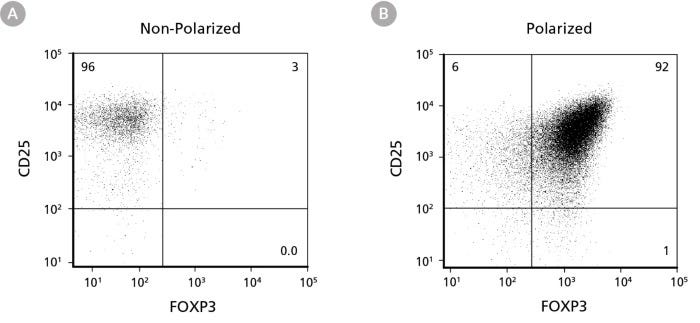 ImmunoCult™ Mouse Treg Differentiation Supplement Produces CD4+CD25+FOXP3+ Cells Under Treg Polarizing Conditions