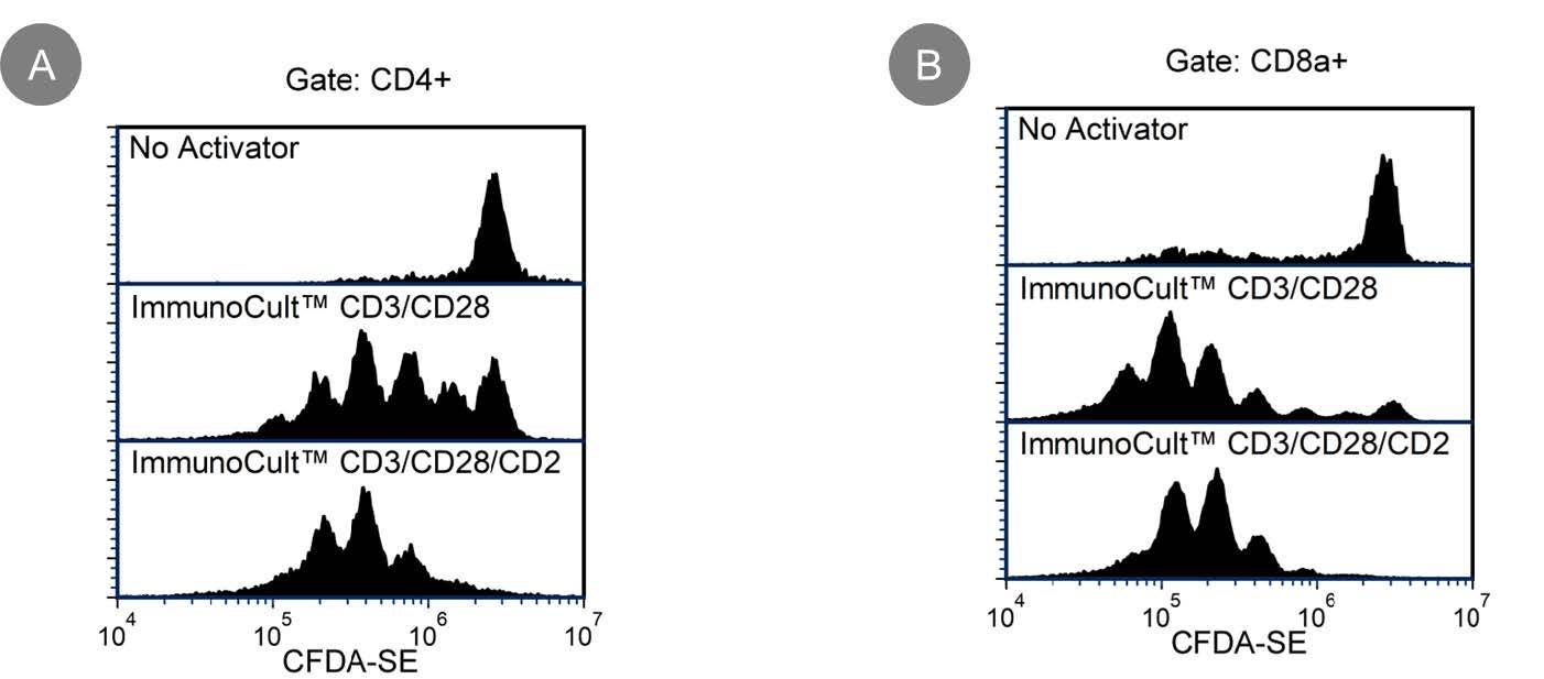 High Cell Proliferation is Observed in EasySep™-Isolated T cells After Stimulation with ImmunoCult™ Mouse T Cell Activator