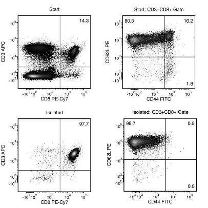 Typical EasySep™ Mouse Naïve CD8+ T Cell Isolation Profile