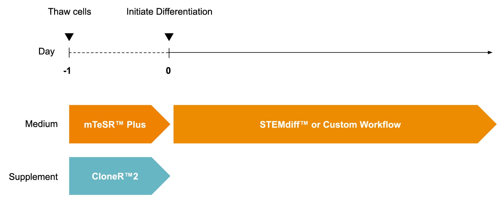 Experimental protocol diagram for using iPSCdirect ready-to-use cells