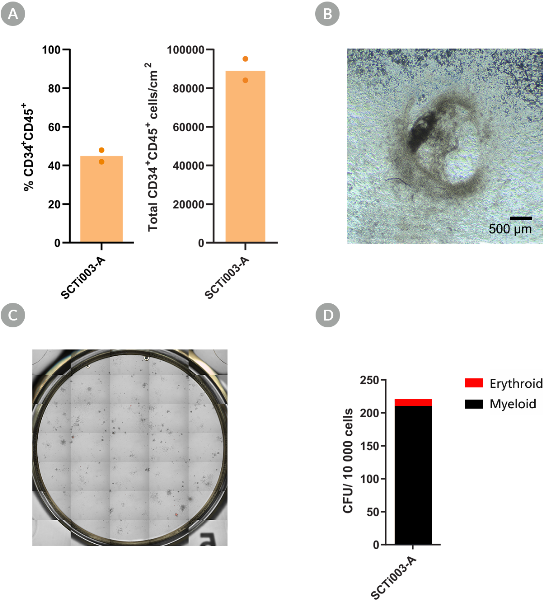 Confirmation of hematopoietic progenitor cell markers and morphology, and CFU assay results for hematopoietic differentiation of SCTi003-A