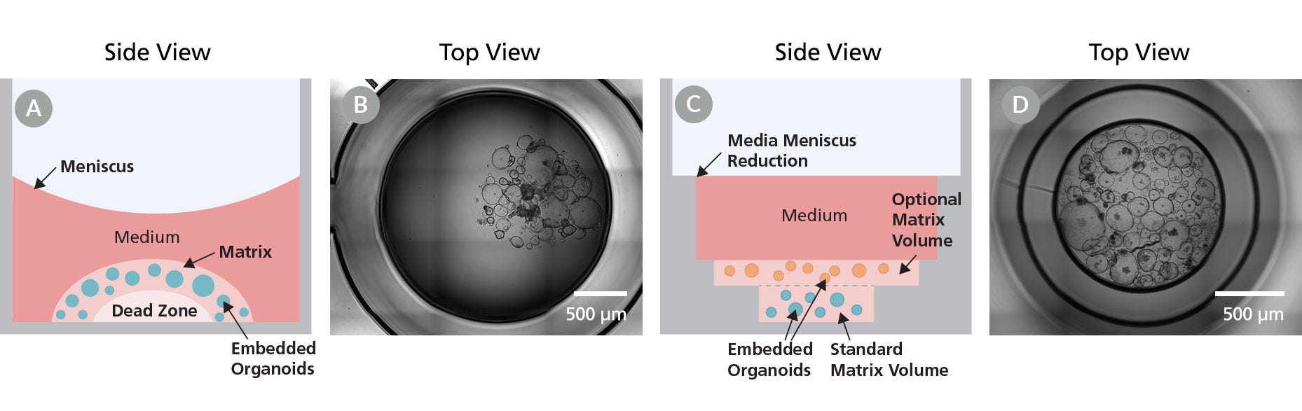 Organoid Culture Plates Enable Superior Imaging and Ease of Use Over Dome Culture in Standard Culture Plates