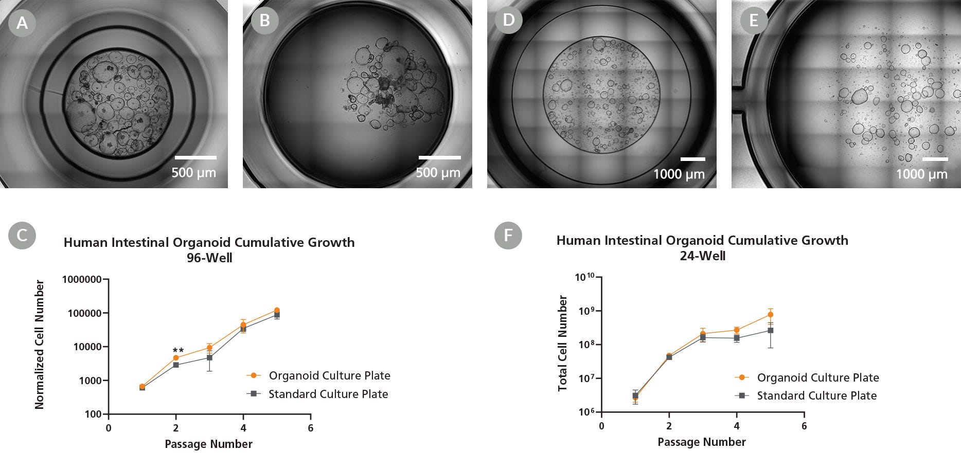 Organoid Culture Plates Support Equivalent Intestinal Cell Growth in Addition to Enhanced Imaging