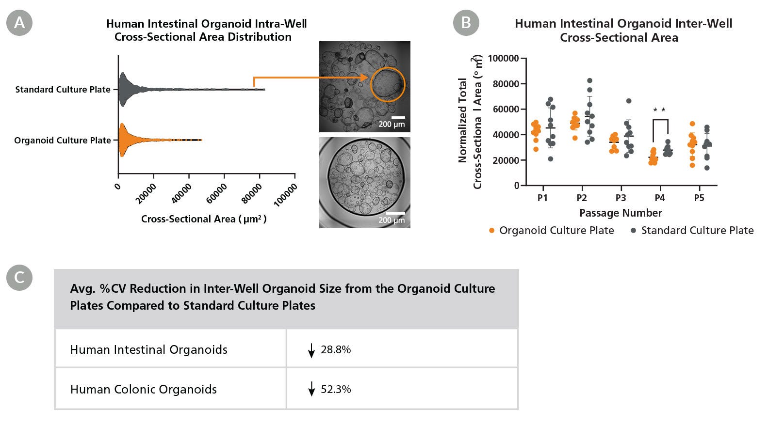 Organoid Culture Plates Reduce Intra-Well and Inter-Well Heterogeneity for Increased Consistency in Organoid Size