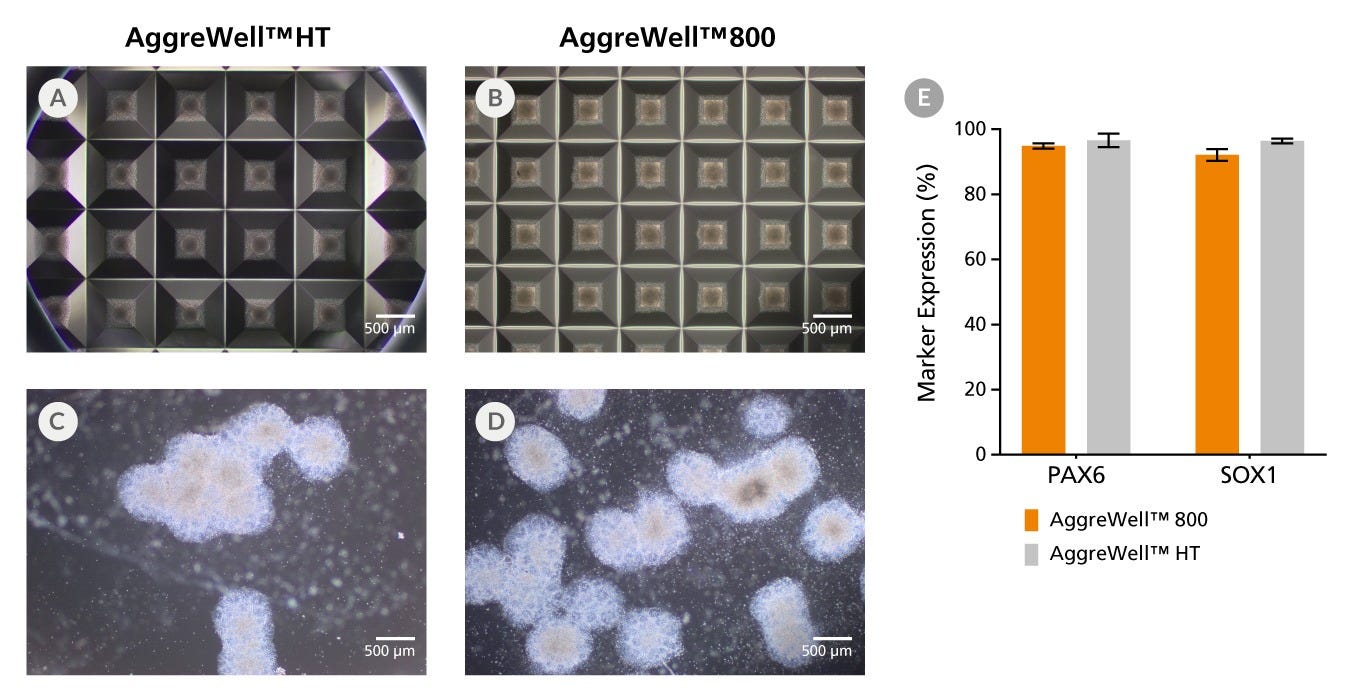AggreWell™HT promotes neural induction of embryonic stem cells to the same extent as AggreWell™800.