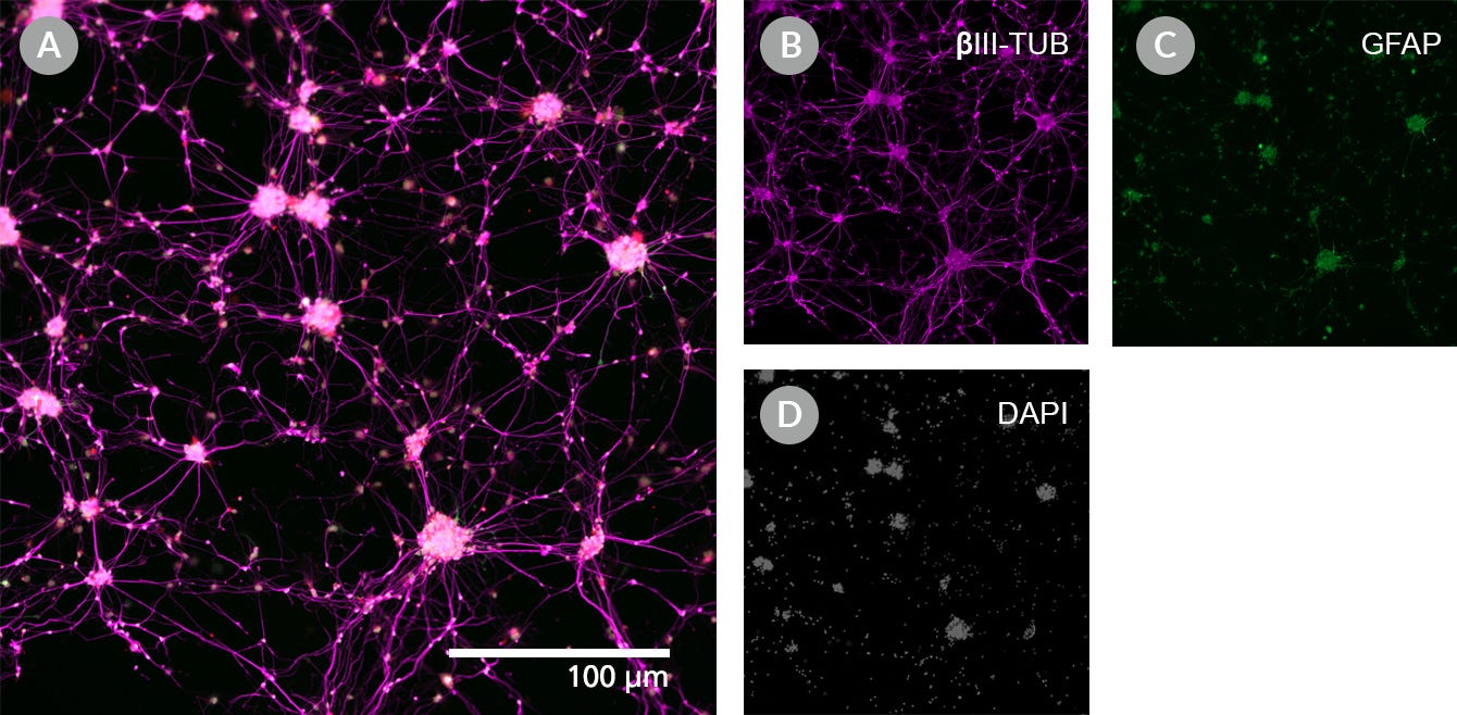 Immunocytochemistry images show Human iPSC-Derived Neural Progenitor Cells differentiated to forebrain neurons expressing neural identity marker βIII-TUB. 