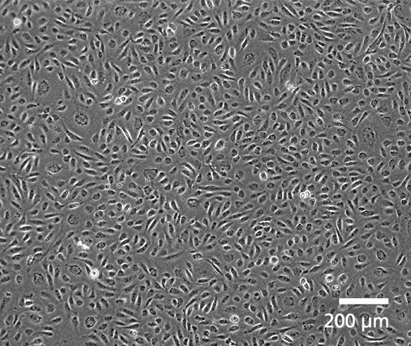 Phase contrast image of HUVECs cultured in EC-Cult™-XF shows how these cells grow as monolayers and retain their cobblestone-like morphology of endothelial cells.