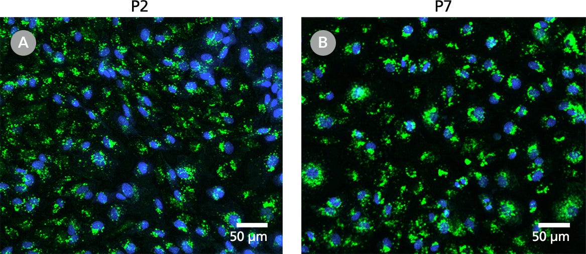 Labeled acetylated LDL was added to HUVECs at early (P2) and late (P7) passages. Cells were then imaged using a confocal microscope and shown to be functionally active and able to incorporate acetylated LDL at both P2 and P7.