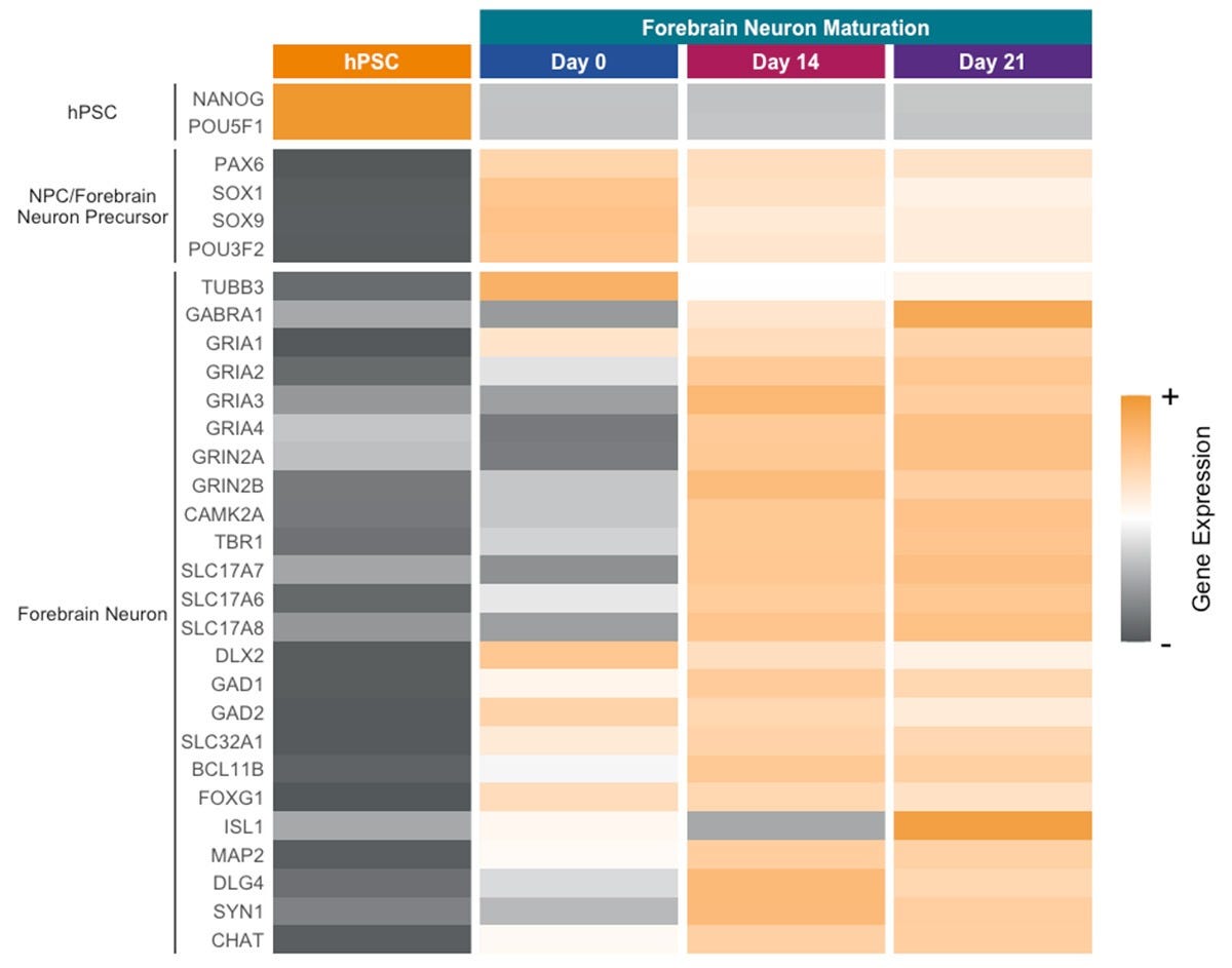 Bulk RNA-seq heatmap showing that Human iPSC-Derived Forebrain Neuron Precursor Cells express expected markers at various time points.