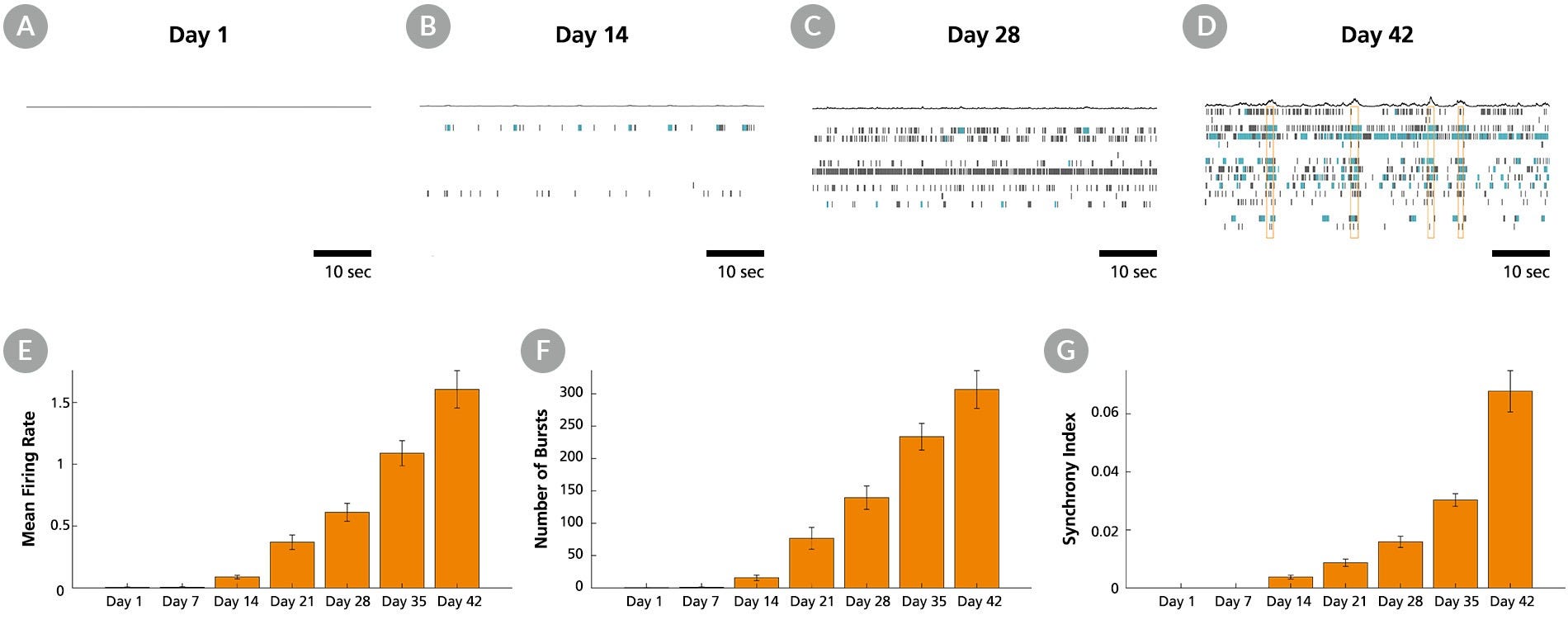 Electrical activity of Human iPSC-Derived Forebrain Neuron Precursor Cells were measured using the Maestro Pro™ MEA system from Axio Biosystems