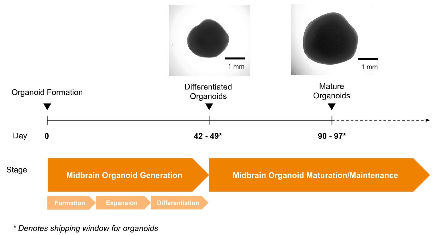 Organoid culture workflow diagram highlighting the differentiated and mature midbrain organoid shipping windows. 