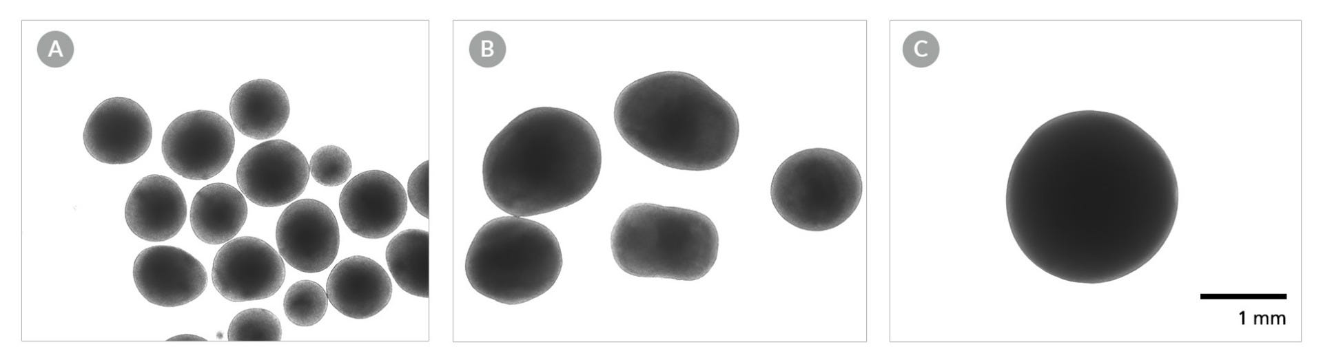 Phase contrast images demonstrating homogeneous morphology of Human iPSC-Derived Midbrain Organoids at various time points.