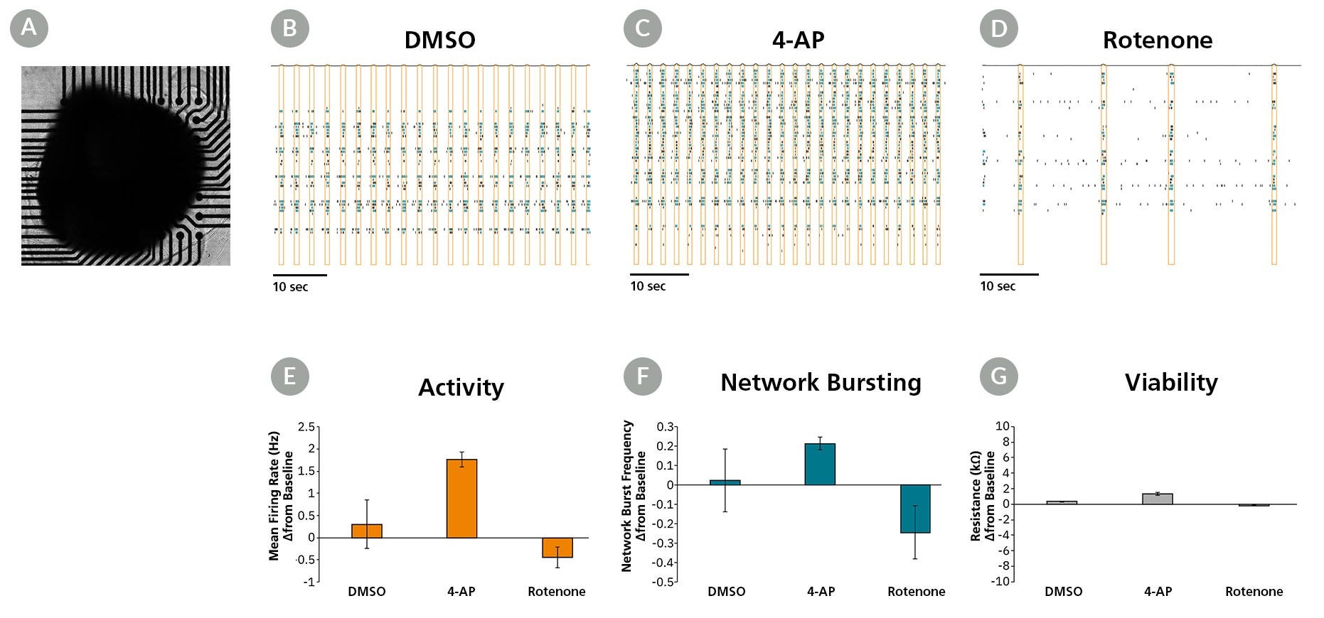 Human iPSC-Derived Midbrain Organoids plated on an MEA and representative recordings demonstrating treatment-dependent neuronal activity.