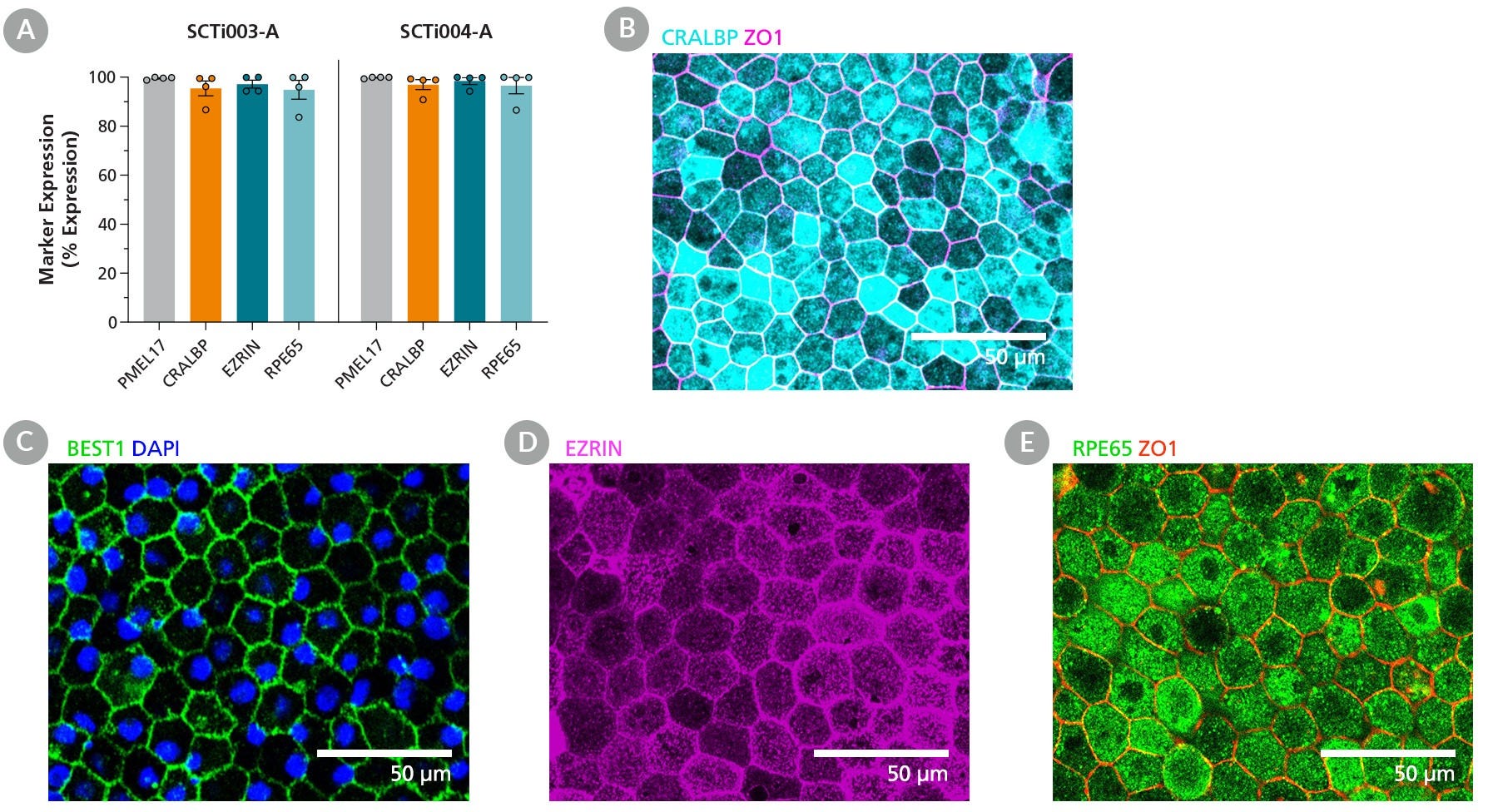 Human iPSC-Derived Retinal Pigment Epithelial (RPE) Cells Are Mature and Functional at Day 35.