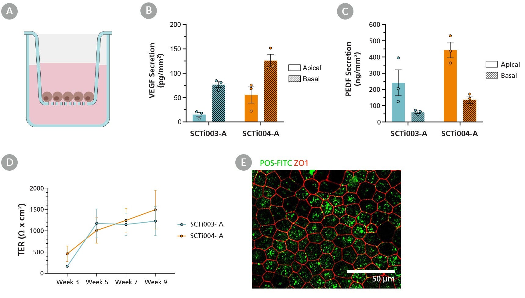 Human iPSC-Derived Retinal Pigment Epithelial Cells Display Key RPE Functionality