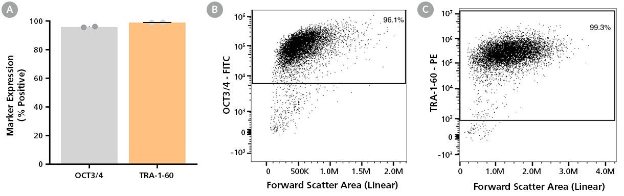 Figure 3. SCTi005-A iPSCs Express Undifferentiated Cell Markers