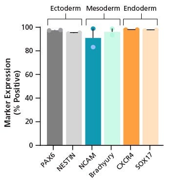 Figure 4. SCTi005-A Human Pluripotent Stem Cells Demonstrate a High Trilineage Differentiation Capacity