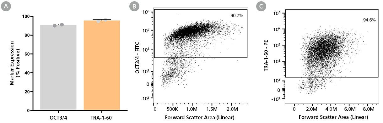 Figure 3. SCTi006-A iPSCs Express Undifferentiated Cell Markers
