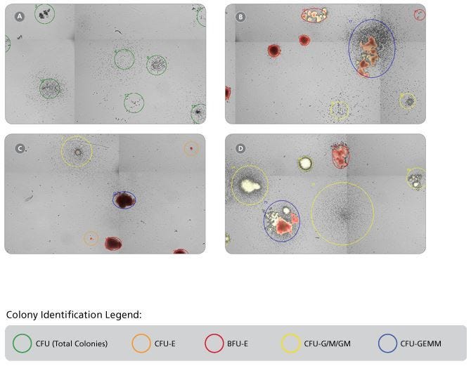 Representative STEMvision™ Images Showing Colonies Derived from CB Progenitors after 7 Days of Culture in MethoCult™ Express, and from CB, BM and MPB after 14 Days of Culture in MethoCult™ Optimum