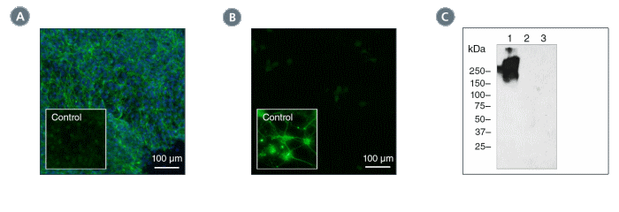 Data for Unconjugated