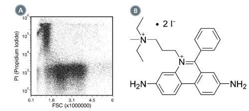 (A) Flow cytometry analysis of human peripheral blood mononuclear cells (PBMCs) labeled with Propidium Iodide