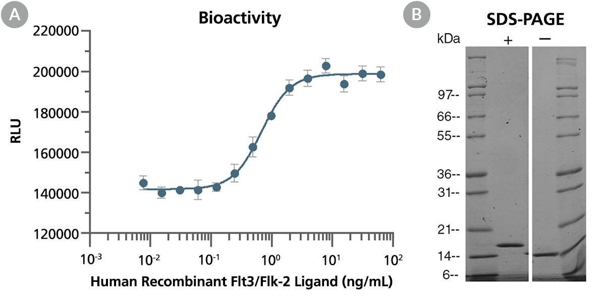 Biological Activity and Molecular Mass of Human Recombinant Flt3/Flk-2 Ligand