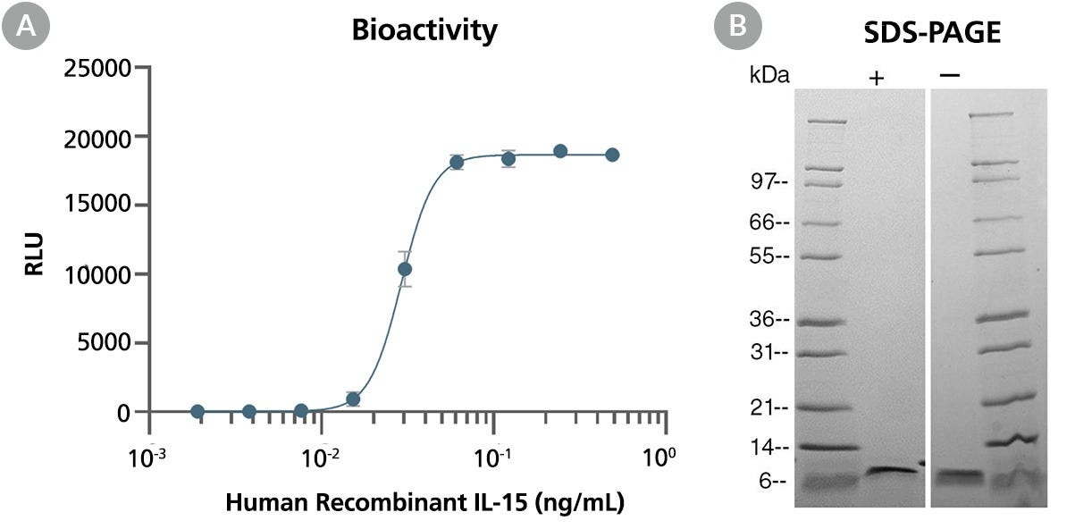 Biological Activity and Molecular Mass of Human Recombinant IL-15