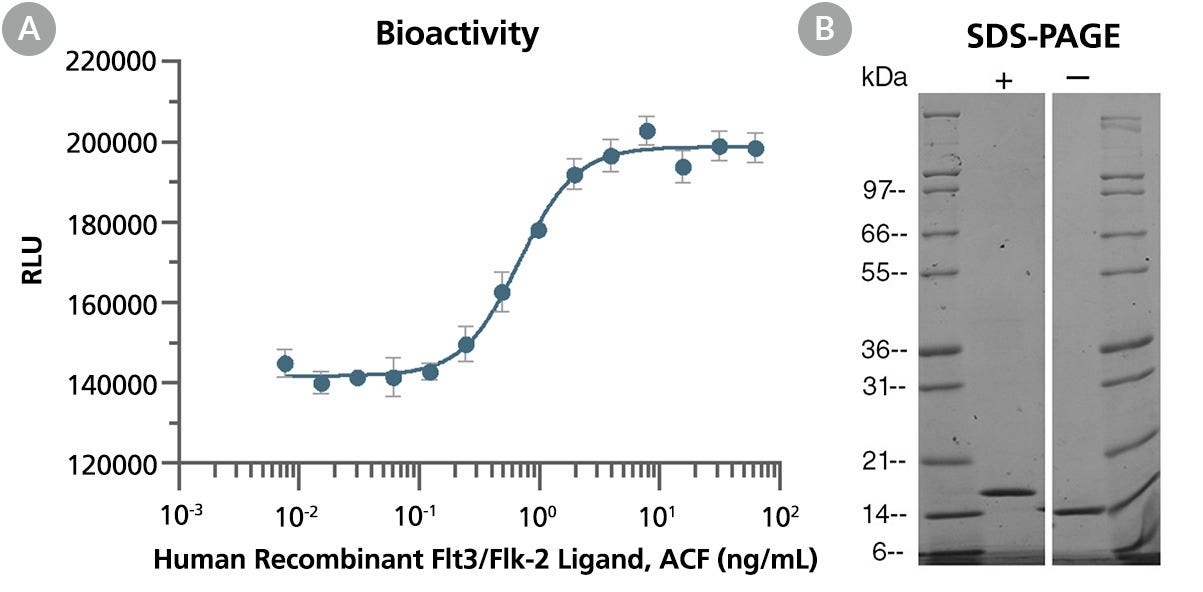Biological Activity and Molecular Mass of Human Recombinant Flt3/Flk-2 Ligand, ACF