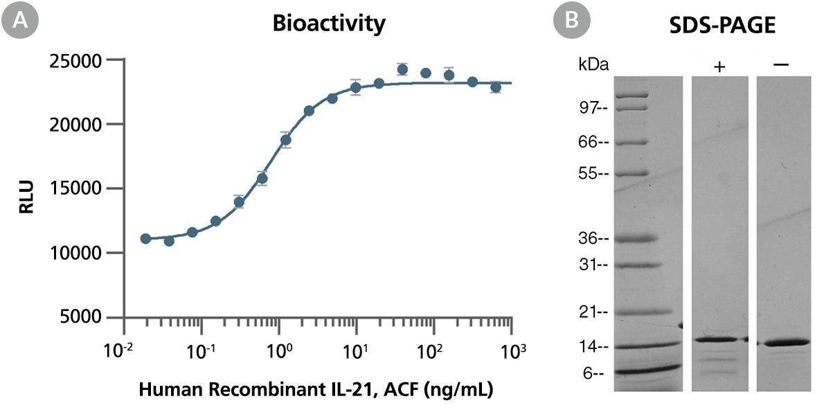 Biological Activity and Molecular Mass of Human Recombinant IL-21, ACF