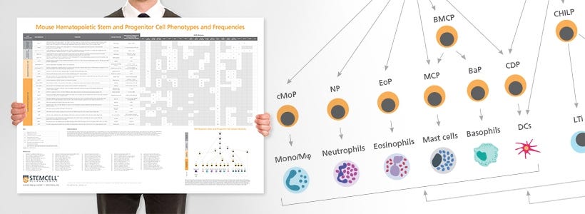 Wallchart: Mouse Immune Cytokines Infographic Poster