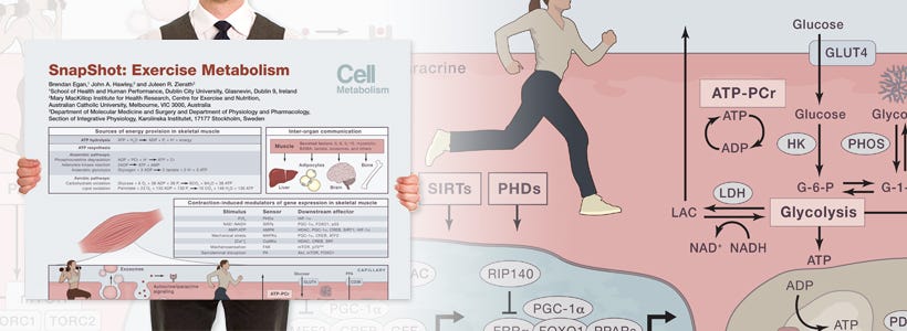 “SnapShot: Exercise Metabolism” Wallchart