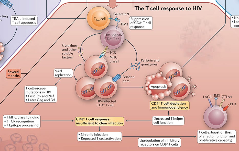 T Cell Response to HIV