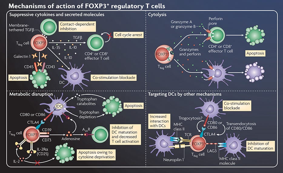 Mechanisms of Action of FOXP3+ Regulatory T Cells