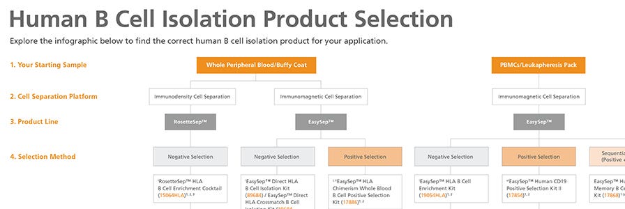 Find the Right B Cell Isolation Product