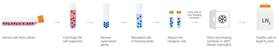 Illustration showing a typical step-by-step procedure for freezing down cells growing in a cell culture flask.