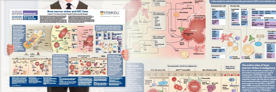 Wallchart - Bone Marrow Niches & HSC Fates