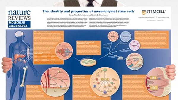 The Identity and Properties of MSCs