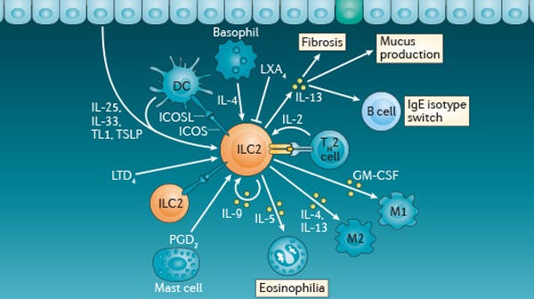 immunology features ilc2