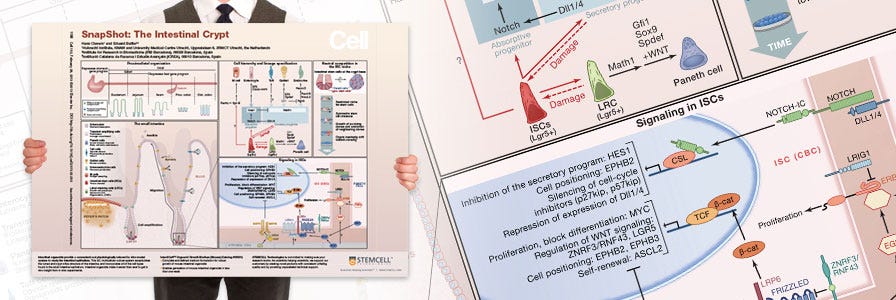 Request a copy of the intestinal crypt wallchart.