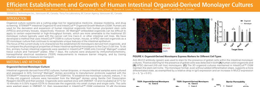 Efficient Establishment and Growth of Human Intestinal Organoid-Derived Monolayers