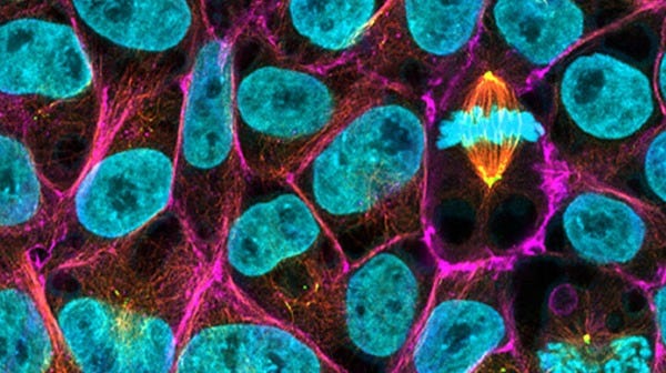 Human embryonic stem cells (H9) cultured for 15 passages in mTeSR™ Plus.